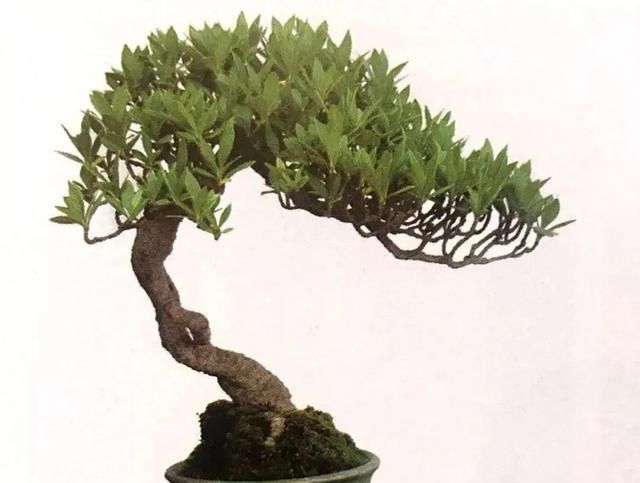  栀子花|栀子花制作盆景原来这么好看，真是万万想不到