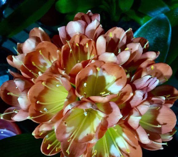  「花开」给花浇水来点它，土壤肥沃不板结，花开的多又大！
