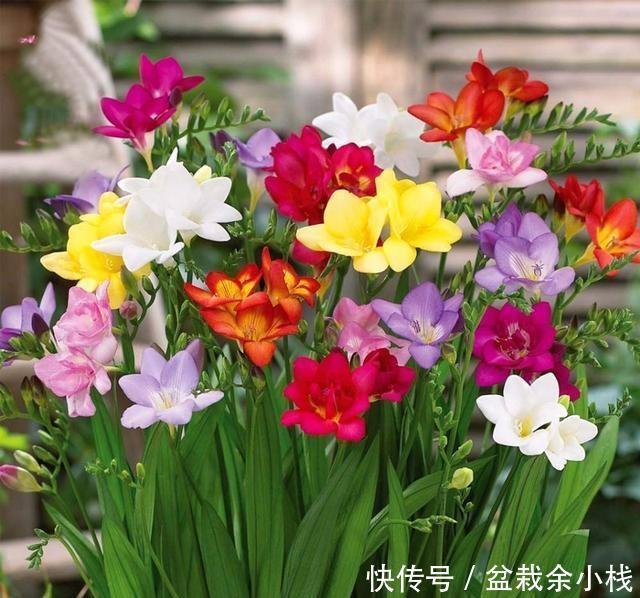  『喜欢』喜欢在家养护花卉，就选3种花卉，花色艳丽，花期长，开花量繁多
