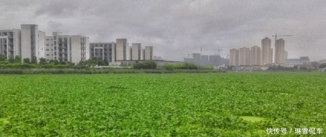  入侵@入侵中国的水葫芦，现在都消失去哪了？老外：中国人太聪明