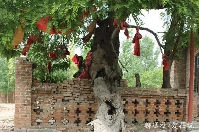唐宗种下一“神树”，枝繁叶茂千余年，寺庙改建，一场雷击变朽木