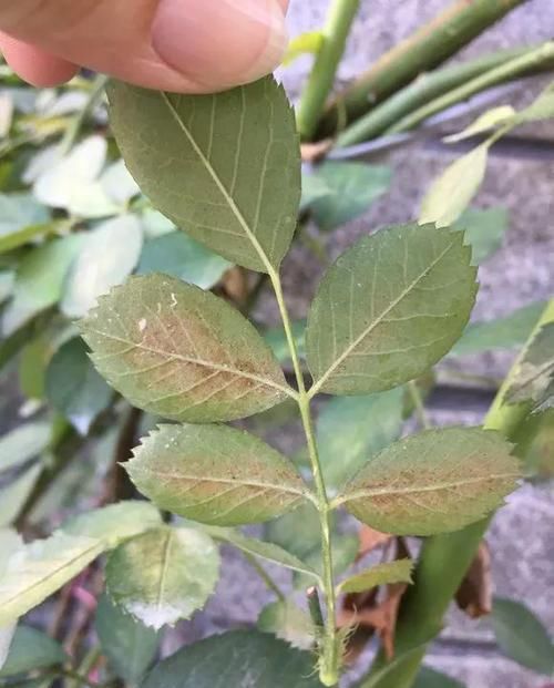  #很快#花儿生了虫，不管不顾，很快就剩盆！