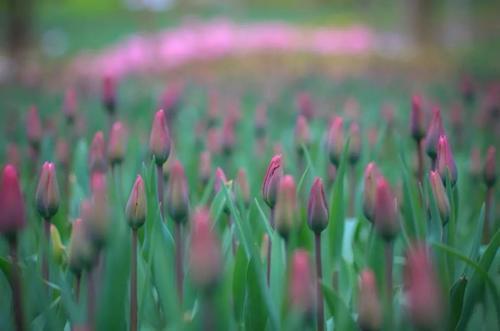 花开成海！再过一周重庆将美翻全国，14处美景玩转这个春天！