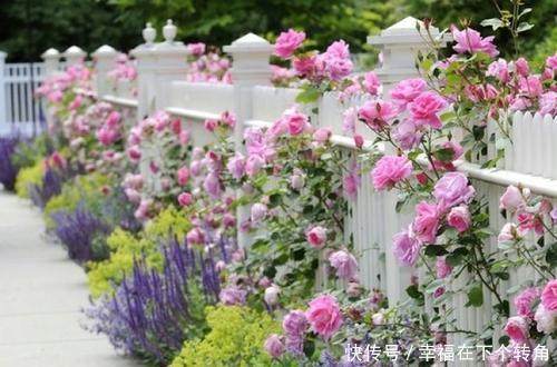  「快乐」篱笆小院住在乡村的快乐，你想体验吗！