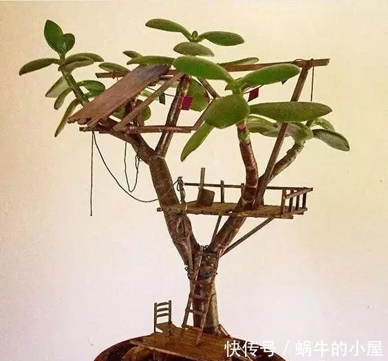 盆栽|她在盆栽上放了这个,家里瞬间活了起来!