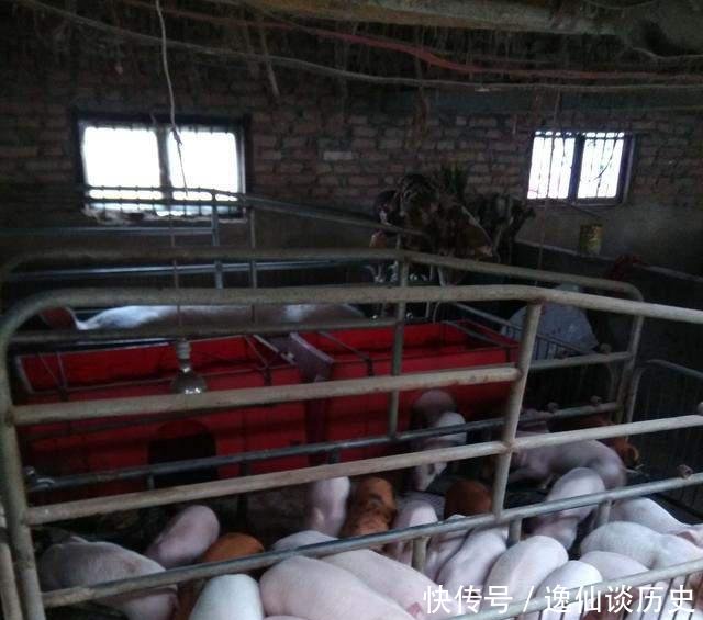  [兽医]农村人养猪的一天, 能赚到钱的没有几个!