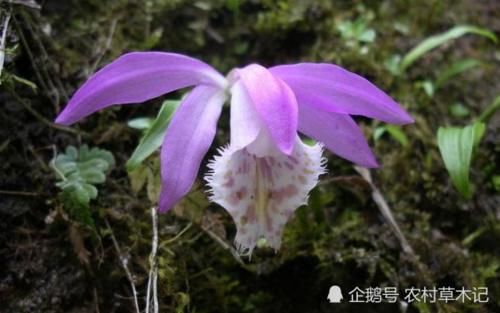  #福气#遇见这种花卉，可谓福气，请珍惜保护，目前200元一斤