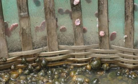  「好主意」种粮食不赚钱怎么办？农村养螺蛳是个好主意，高产螺