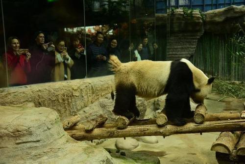 国宝“熊猫”被游客观光时,却向游客拉屎撒尿,网友:好调皮捣蛋