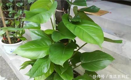  『病虫害』养的绿萝烂叶了？学会控制浇水，就能油绿长满盆