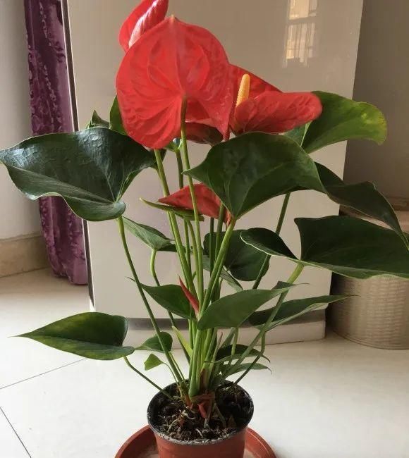  『植物』红掌总是不开花？都是这些原因惹的祸