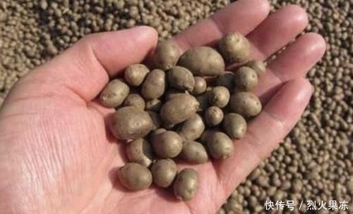 【植物】在农村,有1种椭圆的“野果”,以往叫它“山药豆”,珍贵、少见