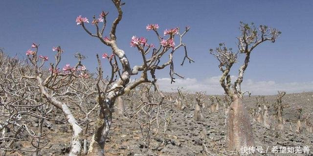 中国引进一种很神奇的树, 可储存12吨的水, 却被其他国家当做笑话
