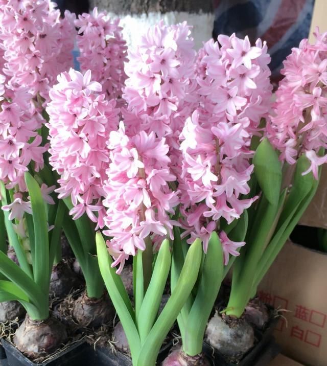  『要及时』风信子开完花，剪一刀埋盆里，水培变土培，很快再开花！