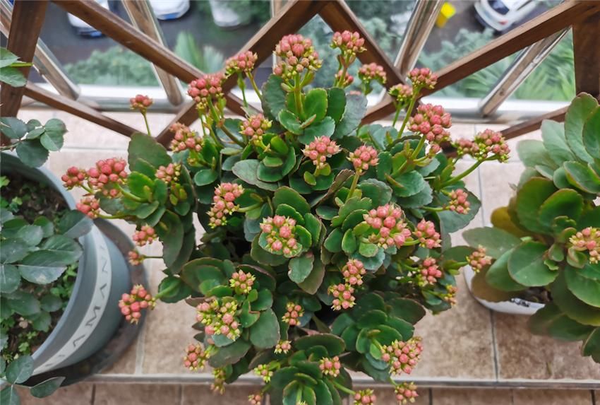  『到充足』养长寿花，做好“3防”，长寿花连年爆花不停歇，花期长达180天！
