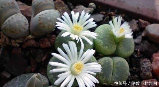 石花■两瓣叶子组成生石花,遇到强光一定要遮阴,晒皱皮没颜值