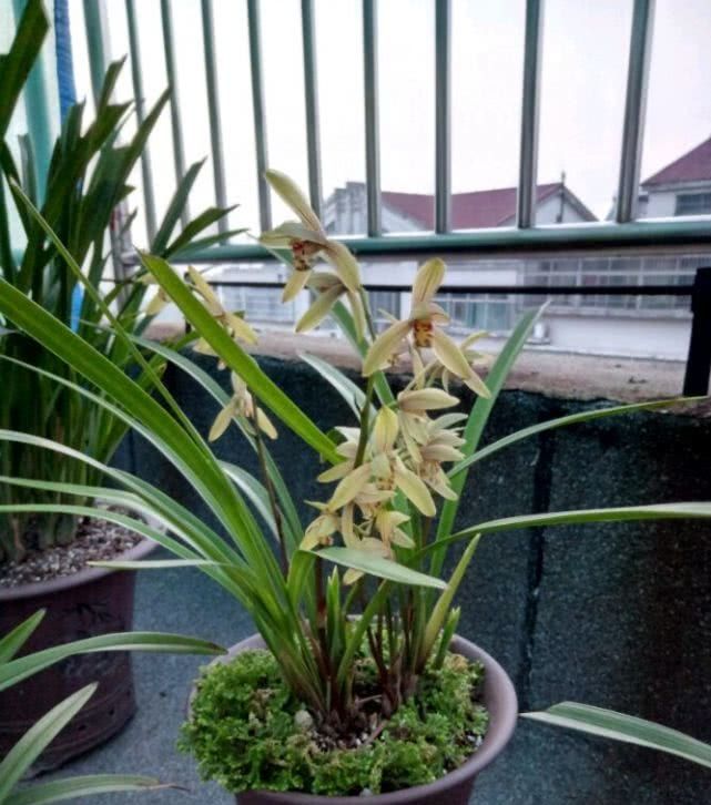  [新手]此兰花最适合新手养，花色美丽好养活，花开能“香飘满屋”，还很便宜！