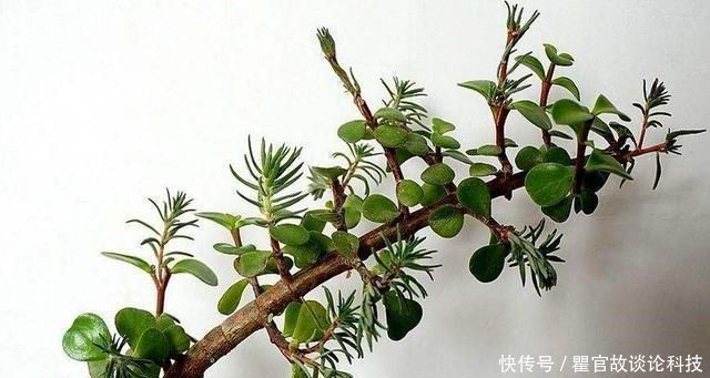 『嫁接』叶仙嫁接太阳花,开成小花树,层层叠叠全是花