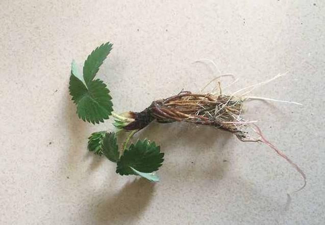  #花草#栽种花草时，先用生根粉还是先用多菌灵？搞清原理，谁先谁后不难