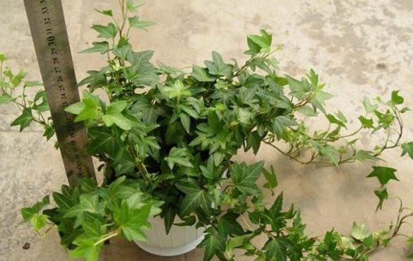  甲醛能力■“吸甲醛”最强的3种“植物”，不是绿萝、吊兰，养1盆身体更健康