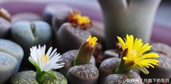 石花■两瓣叶子组成生石花,遇到强光一定要遮阴,晒皱皮没颜值