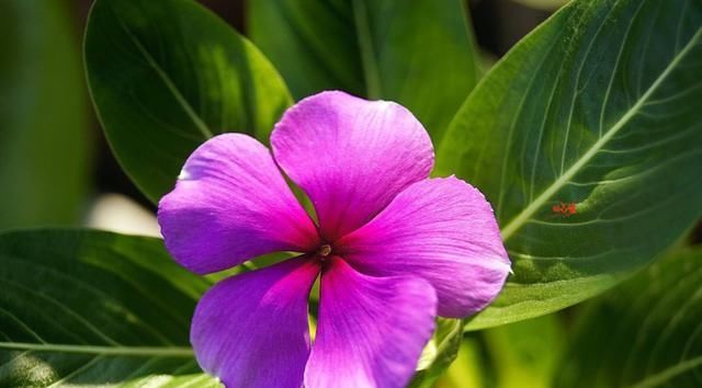  『红掌』喜欢在家中和庭院养护花卉，就选择5种花卉，花朵艳丽，花期长