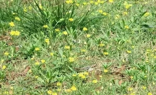 农村地里生长的一种野草，非常像菊花，但是却不知道它很值钱