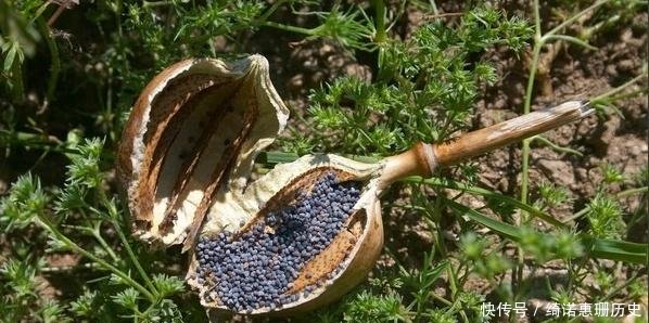 中国最特殊的一群农民，被武警24小时持枪看守，种出的东西不愁卖