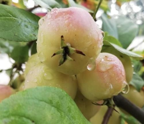  「果子」1种果树，结出的果子像“小苹果”，颜色奇特，小时候会去摘！