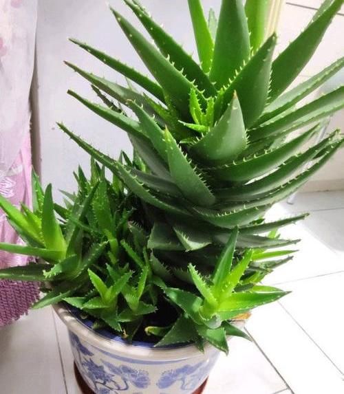  「绿萝」?养花养不活？试试这4种，“植物杀手”都能养活，爆盆不费劲