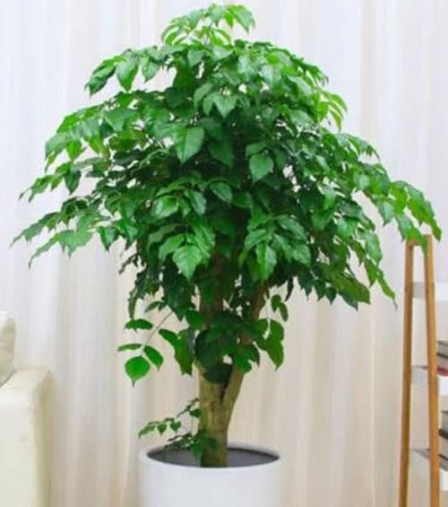  家里：这几款植物养在家里，花期长易打理，开花漂亮花期长，谁养谁喜欢