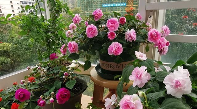 「玫瑰」此款世界名花,漂亮似玫瑰,开花勤快,好养易管理,是盆栽佳物