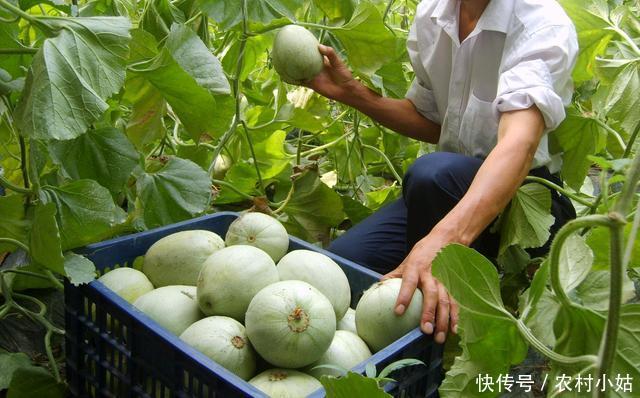 香瓜卖不掉,农民低价卖不掉,城里高价买不起,差