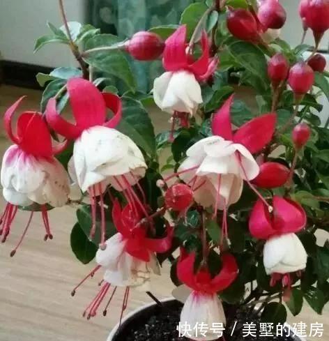 停歇|2种“开花机器”,一年300多天不停歇,养2盆,天天有花看,值
