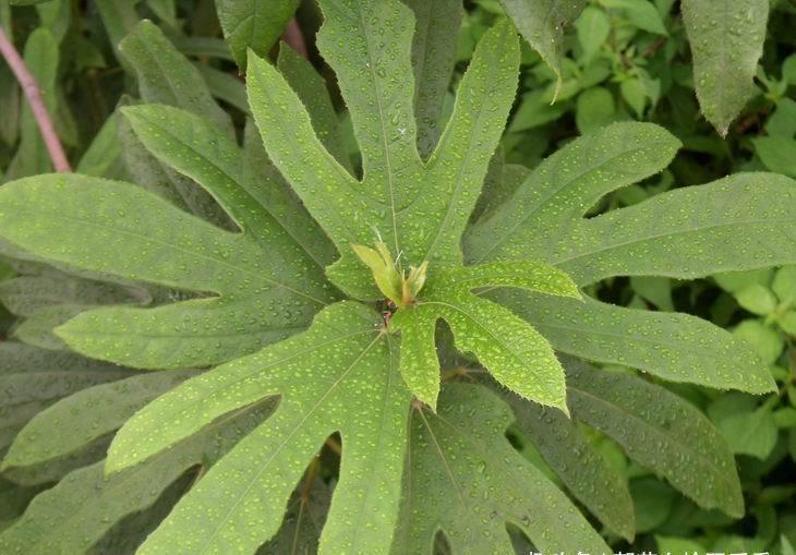 【果实】这种植物叶子似手掌,果实如毛桃,根茎煮汤喝能止咳,目前很珍贵