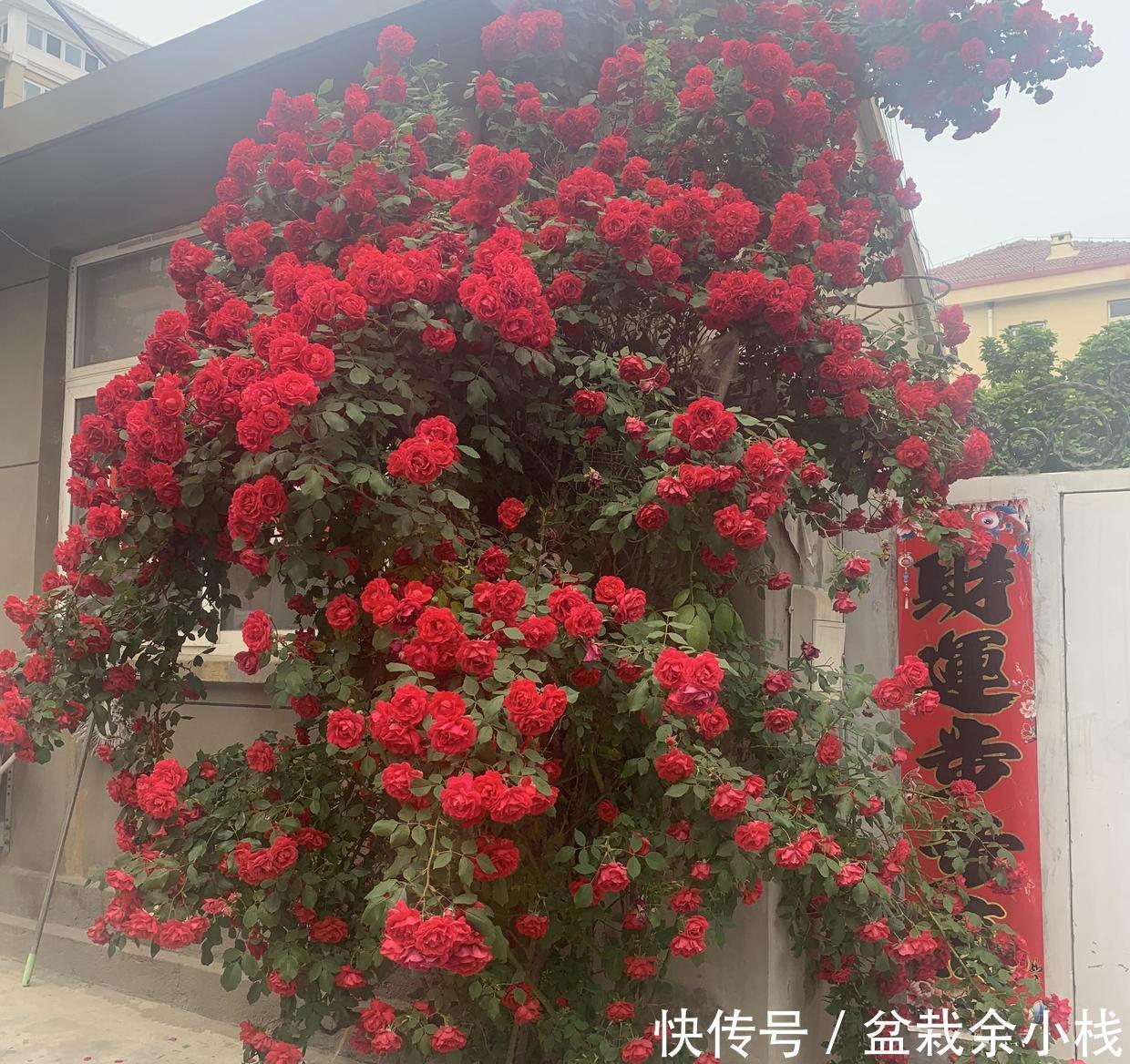 省钱|大哥图省钱,给蔷薇浇“金汁”,如今长到2层楼高,花开上万朵
