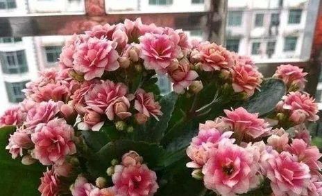  漂亮■阳台养花选它，好养又漂亮，轻松开出小花园，是盆栽佳品！