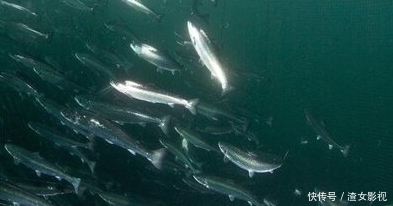 世界上跳的最高的鱼:大西洋鲑,洄游时跳上3.7米的瀑布