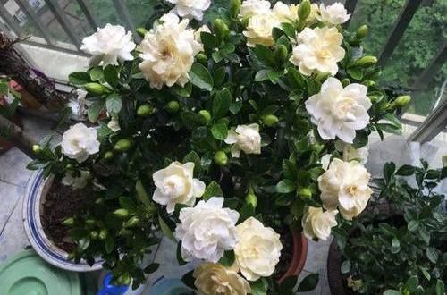  保障■北方养栀子花，需要多花心思，满足“2个度”，保障顺利开花