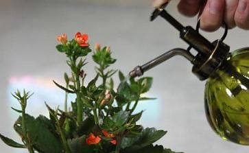  就可以：扦插不用生根剂，厨房挖一勺“调味料”，生根快，开花快，作用大