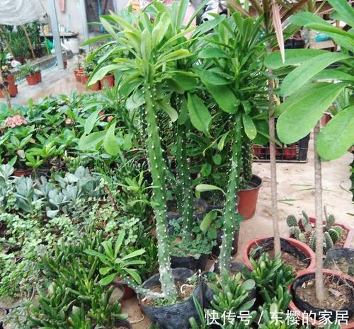摆在|这3种花大气充满力量感,摆在客厅适当位置,满满的家庭幸福感