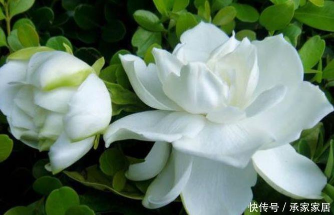  #栀子花#夏天养花，几种花要勤浇水，浇水越多开花越爆盆，美爆阳台一整夏