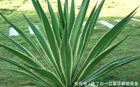  『且具有很』家居环保小知识 10大防甲醛植物推荐