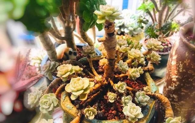  「来日」多肉物语:世上有一千种等待,最好的那一种叫做来日可期!