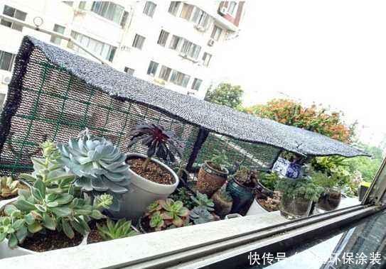 老生常谈|夏天养多肉,进入苦难期,“一遮、两少、三通”,安安全全度夏天