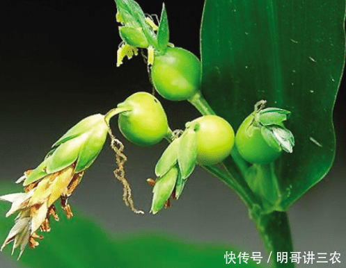  装饰品：乡下一种不起眼的植物，以前烂地里没人要，如今26元1斤