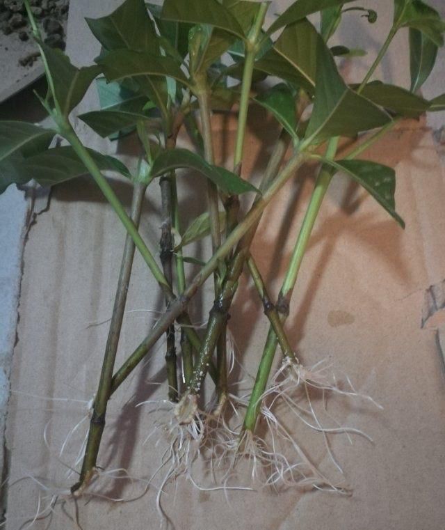  [技巧]栀子花怎么扦插？技巧在于这1步，20天长根，当年能开花