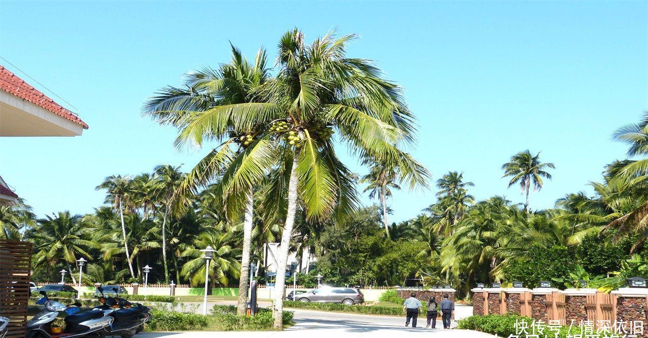 海南最“低调”的旅游城市,世界长寿之乡,将有望崛起超三亚