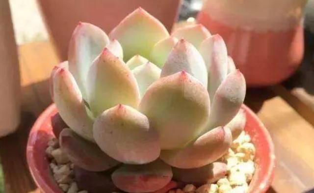  「腐化」养多肉担忧夏季黑腐化水，就从春天调整4点，它不再受高温影响