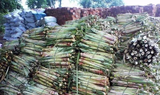  「哽咽」高档草莓没人摘、甘蔗2毛1斤卖不动，农民哽咽，卖不出